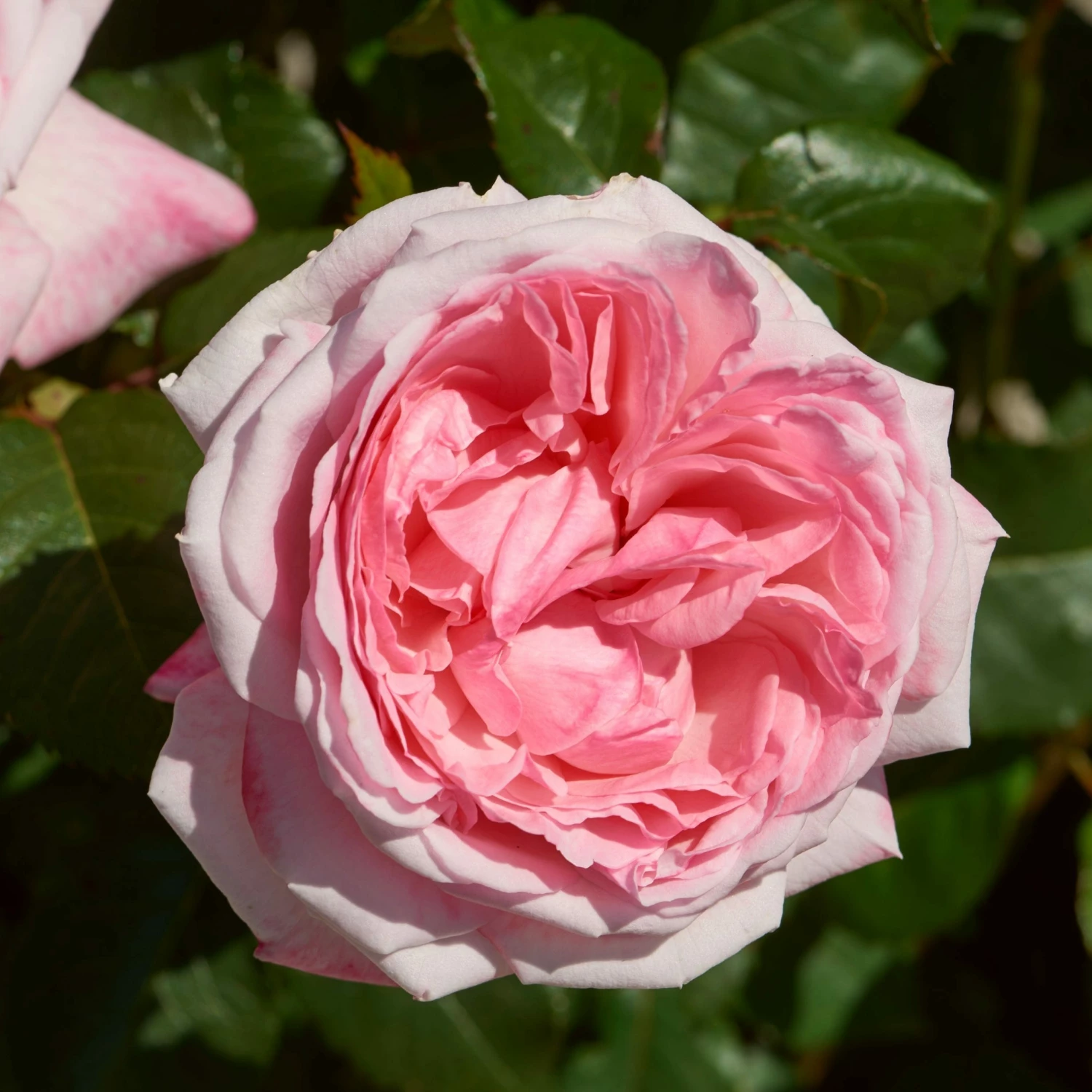 Roots Plants Shrub Rose 'Marlis Renaissance®' | 4.5L Pot 3 Roots Plants Shrub Rose 'Marlis Renaissance®' | 4.5L Pot