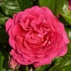 Roots Plants Climbing Rose 'Pasillo Courtyard®' | 4.5L Pot 1 Roots Plants Climbing Rose 'Pasillo Courtyard®' | 4.5L Pot