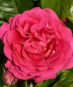 Roots Plants Climbing Rose 'Pasillo Courtyard®' | 4.5L Pot