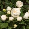 Roots Plants Shrub Rose 'Lenka Frayla®' | 4.5L Pot Rose Bushes 1 Roots Plants Shrub Rose 'Lenka Frayla®' | 4.5L Pot Rose Bushes
