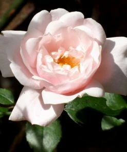 Roots Plants Climbing Rose 'New Dawn' | 4.5L Pot Rose Bushes