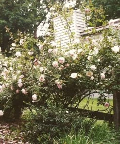 Roots Plants Climbing Rose 'New Dawn' | 4.5L Pot Rose Bushes 8 Roots Plants Climbing Rose 'New Dawn' | 4.5L Pot Rose Bushes