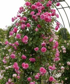 Roots Plants Rose Bushes Climbing Rose 'Parade' | 4.5L Pot