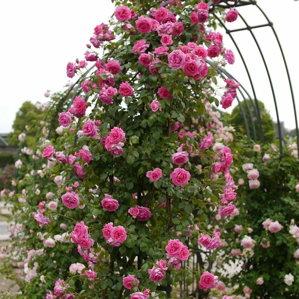 Roots Plants Rose Bushes Climbing Rose 'Parade' | 4.5L Pot 3 Roots Plants Rose Bushes Climbing Rose 'Parade' | 4.5L Pot