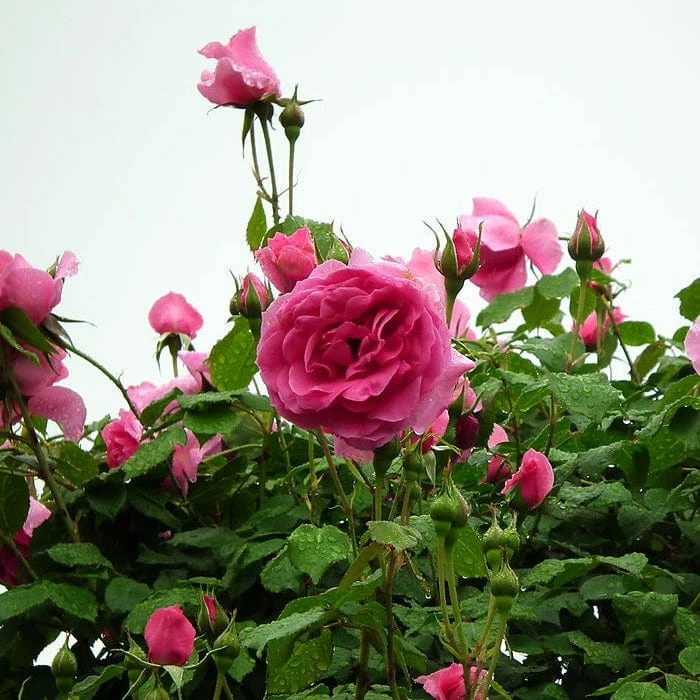 Roots Plants Rose Bushes Climbing Rose 'Parade' | 4.5L Pot 5 Roots Plants Rose Bushes Climbing Rose 'Parade' | 4.5L Pot