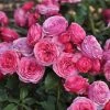 Roots Plants Shrub Rose 'Pink Vaza®' | 4.5L Pot 1 Roots Plants Shrub Rose 'Pink Vaza®' | 4.5L Pot
