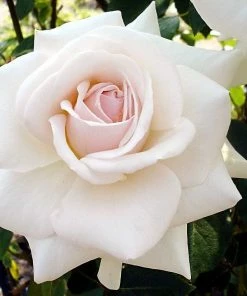 Roots Plants Rose Bushes Climbing Rose 'Swan Lake' | 4.5L Pot 7 Roots Plants Rose Bushes Climbing Rose 'Swan Lake' | 4.5L Pot