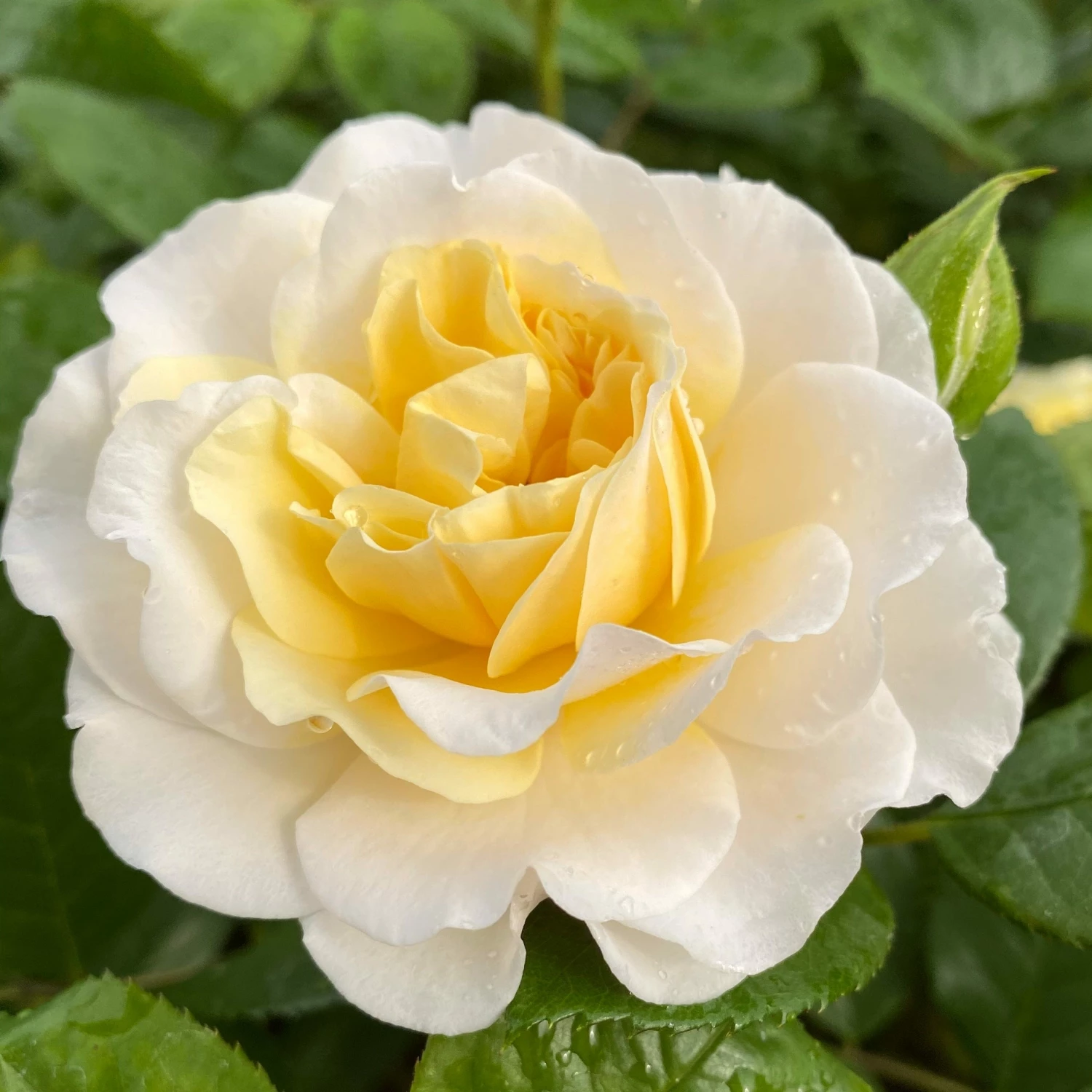 Roots Plants Shrub Rose 'Tisa Reka®' | 4.5L Pot 3 Roots Plants Shrub Rose 'Tisa Reka®' | 4.5L Pot