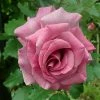 Roots Plants Climbing Rose 'Violette Perfume' | 4.5L Pot Rose Bushes 2 Roots Plants Climbing Rose 'Violette Perfume' | 4.5L Pot Rose Bushes