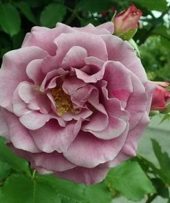 Roots Plants Climbing Rose 'Violette Perfume' | 4.5L Pot Rose Bushes