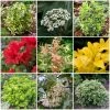Roots Plants Best Small Evergreen Shrubs