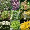 Roots Plants Hydrangea Best Shrubs For Borders