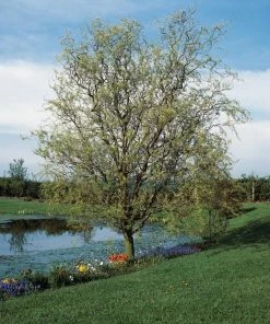 Roots Plants Trees & Shrubs Corkscrew Willow | Salix Matsudana 'Tortuosa'