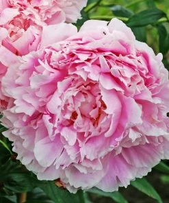 Roots Plants Perennials Peony'Sarah Bernhardt' | 3L Pot
