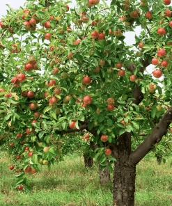 Roots Plants Fruits Braeburn Hillwell Apple Tree