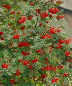 Roots Plants Sheerwater Seedling' Sorbus Tree