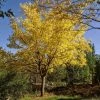Roots Plants Trees & Shrubs Honeylocust Tree | Gleditsia Triacanthos 'Sunburst'