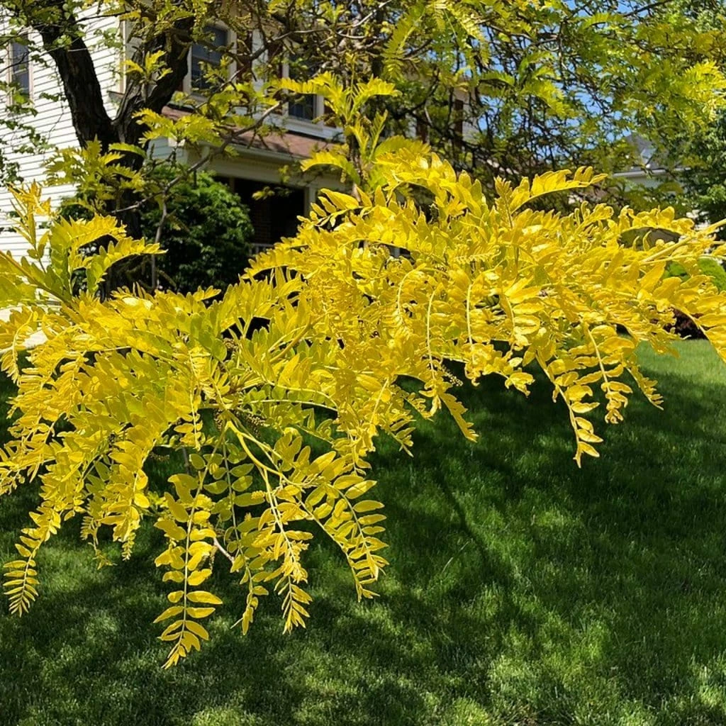 Roots Plants Trees & Shrubs Honeylocust Tree | Gleditsia Triacanthos 'Sunburst' 5 Roots Plants Trees & Shrubs Honeylocust Tree | Gleditsia Triacanthos 'Sunburst'