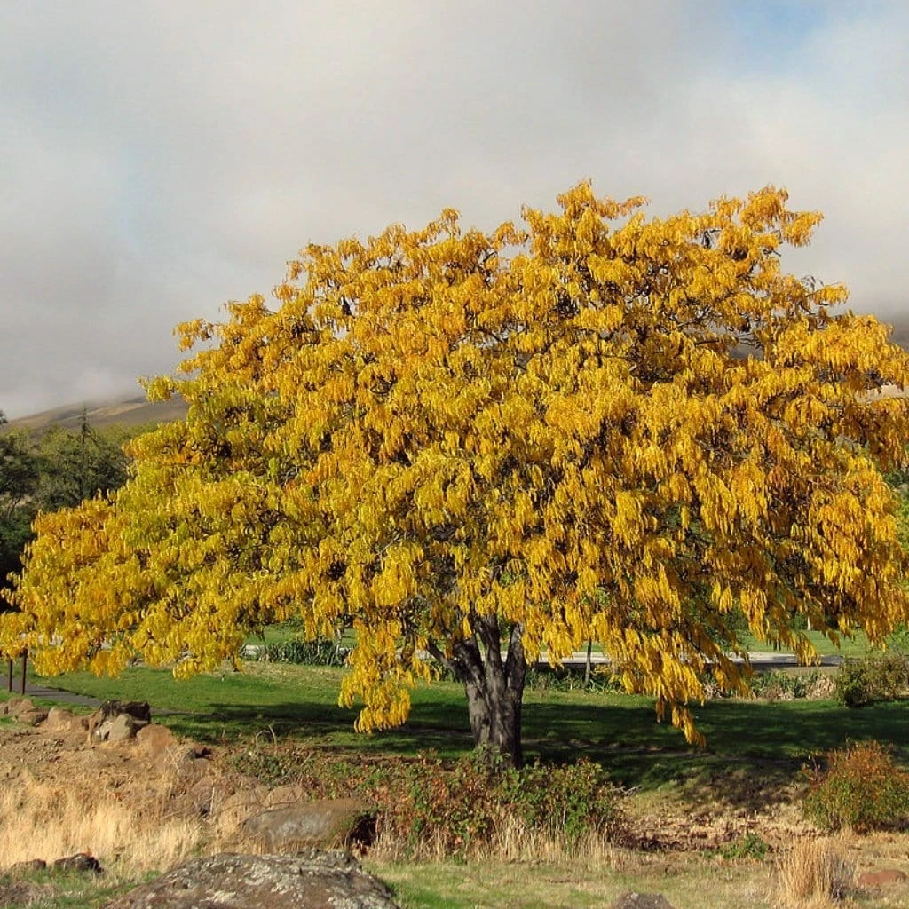 Roots Plants Trees & Shrubs Honeylocust Tree | Gleditsia Triacanthos 'Sunburst' 6 Roots Plants Trees & Shrubs Honeylocust Tree | Gleditsia Triacanthos 'Sunburst'