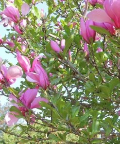 Roots Plants Magnolia'Susan' Trees & Shrubs