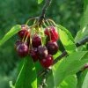 Roots Plants Sweetheart ' Cherry Tree Fruits