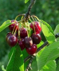 Roots Plants Sweetheart ' Cherry Tree Fruits