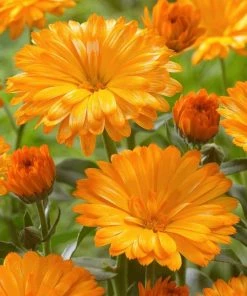 Roots Plants Calendula Power Daisy 'Tango' | 3L Pot Perennials