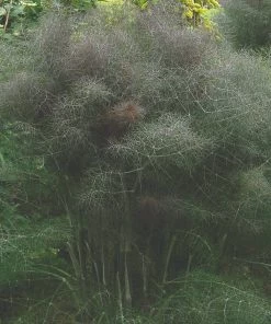 Roots Plants 3 Organic Bronze Fennel Plants