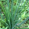 Roots Plants 3 Organic Chives Plants Herbs