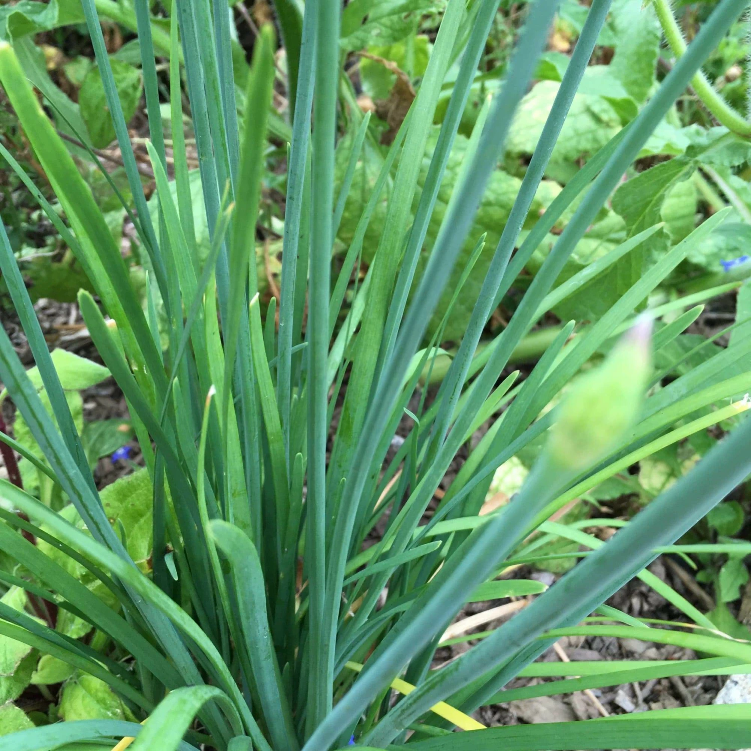 Roots Plants 3 Organic Garlic Chives Plants 4 Roots Plants 3 Organic Garlic Chives Plants