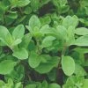 Roots Plants 3 Organic Marjoram Plants Herbs