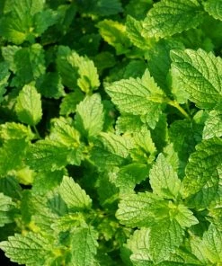 Roots Plants 3 Organic Garden Mint Plants