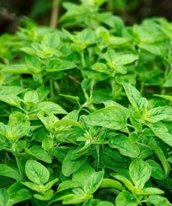 Roots Plants 3 Organic Greek Oregano Plants Herbs
