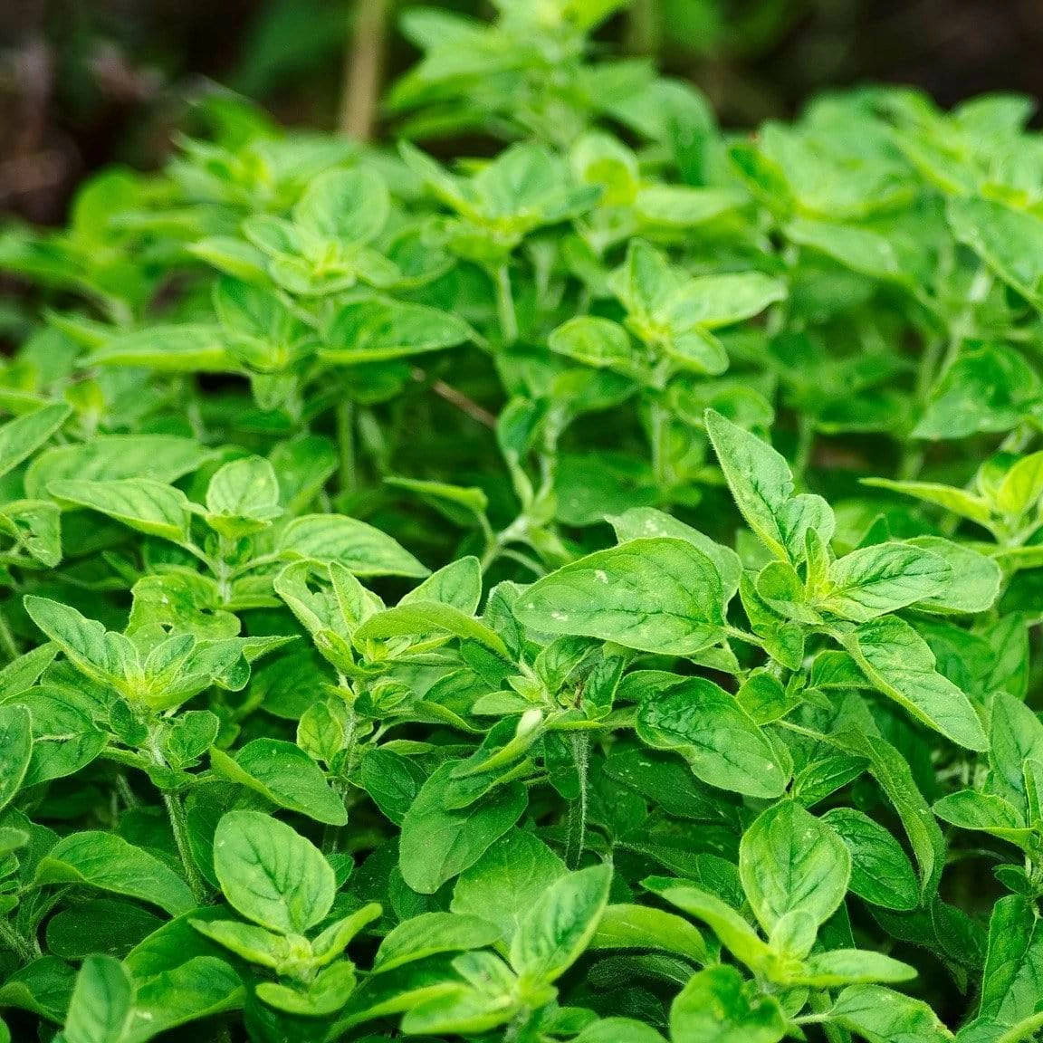 Roots Plants 3 Organic Greek Oregano Plants Herbs 4 Roots Plants 3 Organic Greek Oregano Plants Herbs