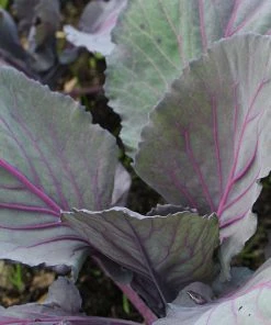 Roots Plants 10 Organic 'Red Drumhead' Red Cabbage Plants