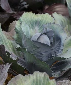 Roots Plants 10 Organic 'Red Drumhead' Red Cabbage Plants