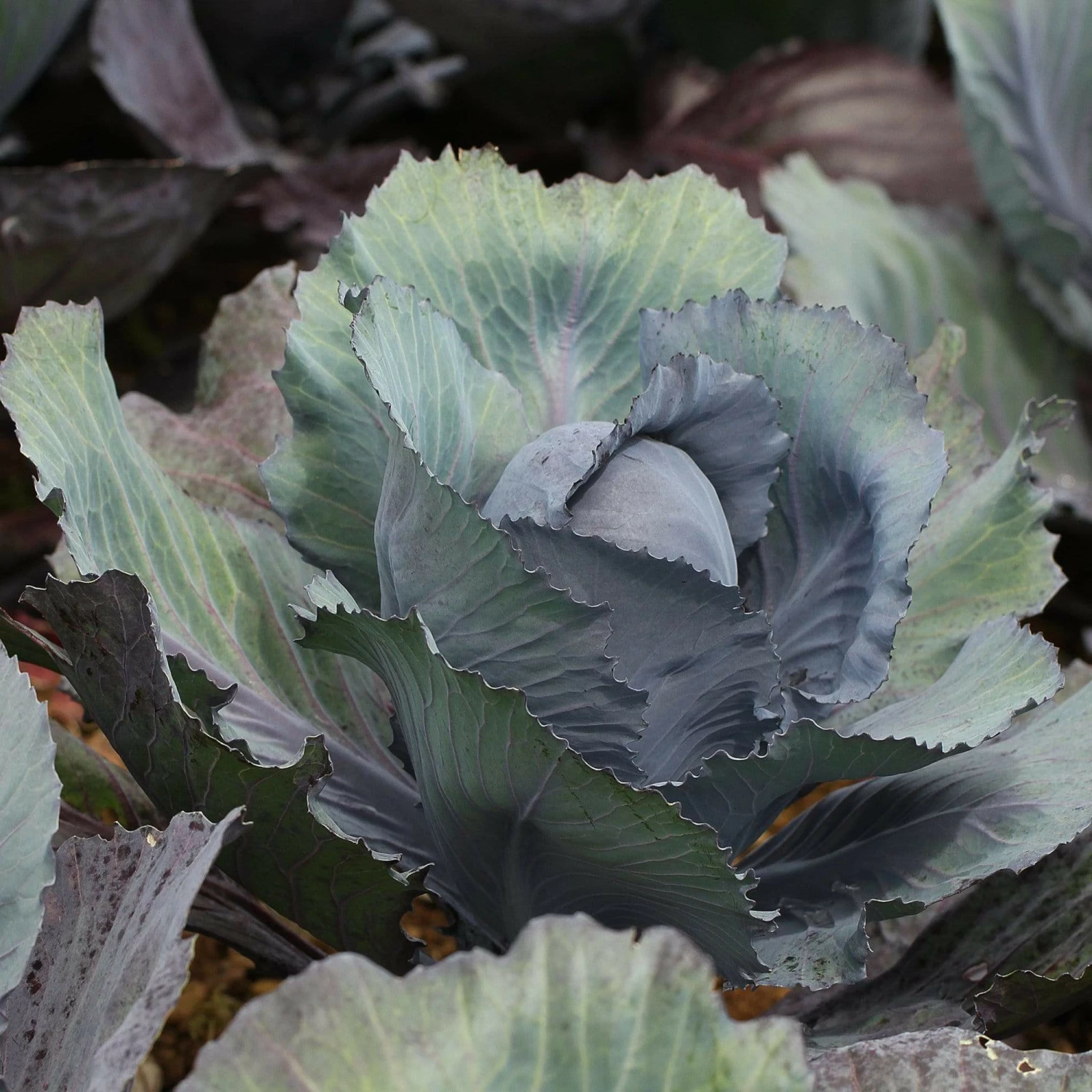 Roots Plants 10 Organic 'Red Drumhead' Red Cabbage Plants 4 Roots Plants 10 Organic 'Red Drumhead' Red Cabbage Plants