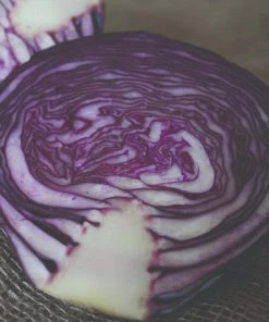 Roots Plants 10 Organic 'Red Drumhead' Red Cabbage Plants 7 Roots Plants 10 Organic 'Red Drumhead' Red Cabbage Plants