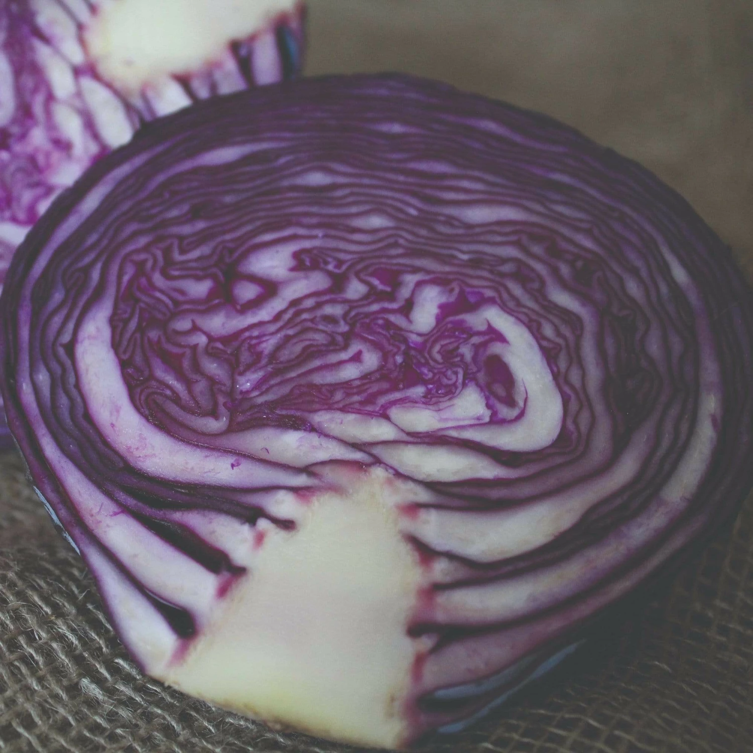 Roots Plants 10 Organic 'Red Drumhead' Red Cabbage Plants 5 Roots Plants 10 Organic 'Red Drumhead' Red Cabbage Plants