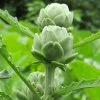 Roots Plants Brassicas & Leafy Greens 5 Organic 'Green Globe' Artichokes Plants