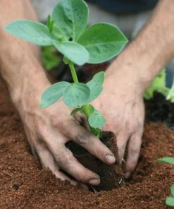 Roots Plants 10 Organic 'Aquadulce Claudia' Broad Bean Plants Peas & Beans 16 Roots Plants 10 Organic 'Aquadulce Claudia' Broad Bean Plants Peas & Beans