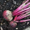 Roots Plants 10 Organic 'Detroit' Beetroot Plants 2 Roots Plants 10 Organic 'Detroit' Beetroot Plants