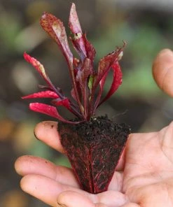 Roots Plants 10 Organic 'Detroit' Beetroot Plants