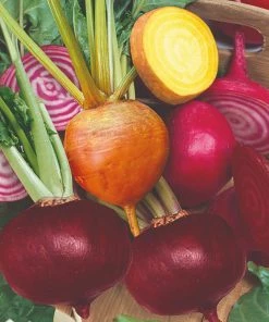 Roots Plants 30 Mixed Organic Beetroot Plants