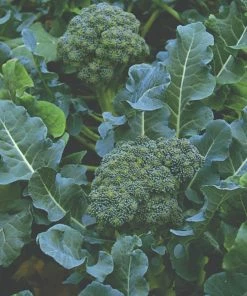 Roots Plants 10 Organic 'Green Sprouting' Calabrese Broccoli Plants Brassicas & Leafy Greens