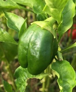 Roots Plants 63 Organic Stir Fry Vegetable Plants All Vegetable Plants