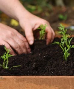 Roots Plants 10 Organic 'Early Nantes' Carrots Plants Root Vegetables