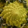 Roots Plants Brassicas & Leafy Greens 10 Organic 'Romanesco' Cauliflower Plants