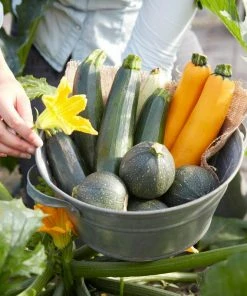 Roots Plants 12 Organic Colourful Courgette Collection Courgette Plants Courgettes