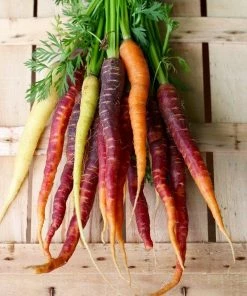 Roots Plants 10 Organic Colourful Carrot Plants Root Vegetables